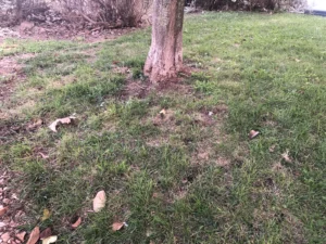 Cuánto cuesta mantener un jardín natural en Madrid